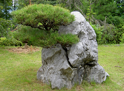 tree growing in rock